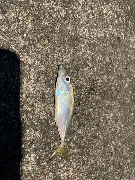 寒いがアジング