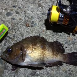 2024/02/02 南港ライトゲーム釣行 (ロックフィッシュ狙い)