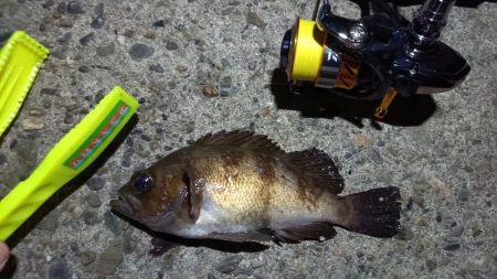 2024/02/02 南港ライトゲーム釣行…