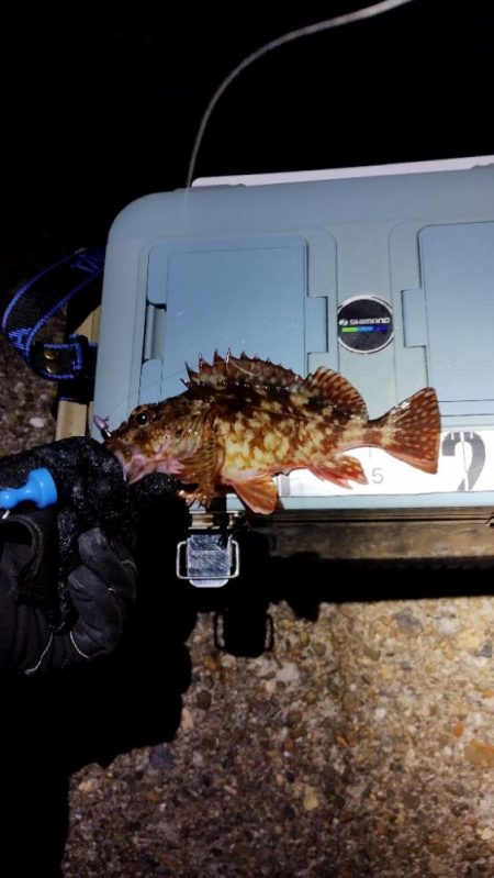 ガシラはなんとか