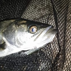 極小バイト1回のみ…