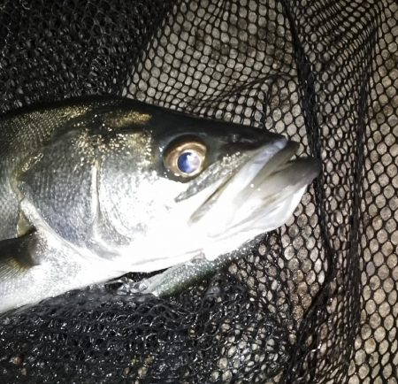 極小バイト1回のみ…