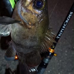 2024/02/04 南港ライトゲーム釣行 (ロックフィッシュ狙い)