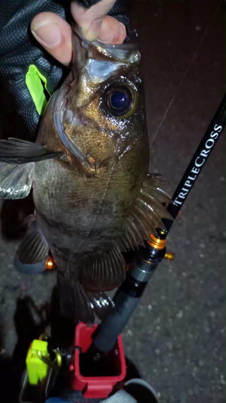 2024/02/04 南港ライトゲーム釣行 (ロックフィッシュ狙い)