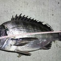 2024/02/07 南港ヘチ釣り釣行