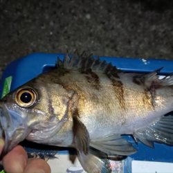 2024/02/08 南港ライトゲーム釣行 (ロックフィッシュ狙い)