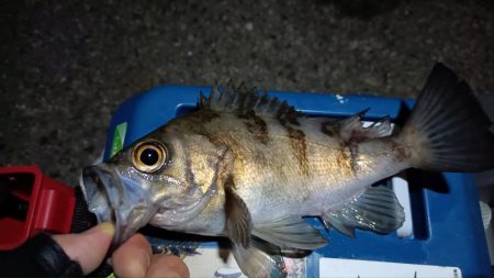 2024/02/08 南港ライトゲーム釣行…