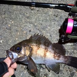 2024/02/09 南港ライトゲーム釣行 (ロックフィッシュ狙い)