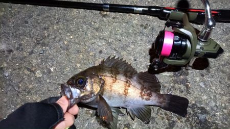 2024/02/09 南港ライトゲーム釣行…