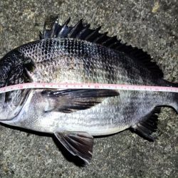 2024/02/10 南港ヘチ釣り釣行