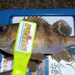 2024/02/12 南港ライトゲーム釣行 (ロックフィッシュ狙い)