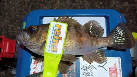 2024/02/12 南港ライトゲーム釣行 (ロックフィッシュ狙い)