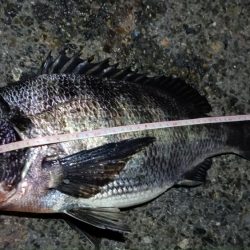 2024/02/16 南港ヘチ釣り釣行 (歳無し釣果有り!)