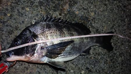 2024/02/16 南港ヘチ釣り釣行 (歳無し釣果有り!)