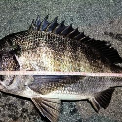 2024/02/17 南港ヘチ釣り釣行 (歳無し釣果有り2!)