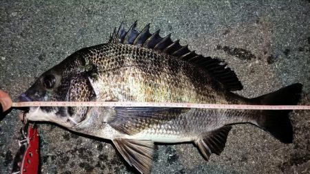 2024/02/17 南港ヘチ釣り釣行 （…