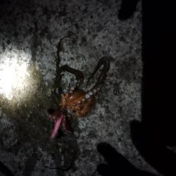 🐙３分でデカタコ🐙