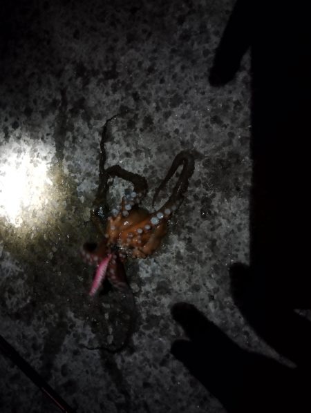 🐙３分でデカタコ…