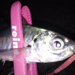 渋いアジング…