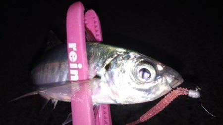 渋いアジング…