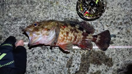 2024/02/23 南港ヘチ釣り釣行