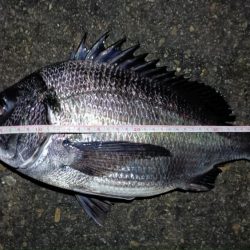 2024/02/25 南港ヘチ釣り釣行