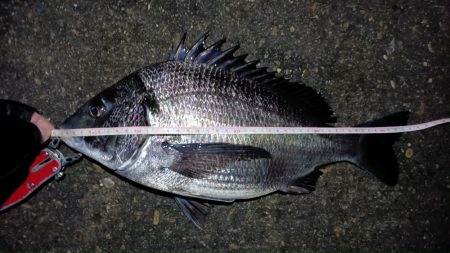 2024/02/25 南港ヘチ釣り釣行