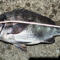 2024/02/28 南港ヘチ釣り釣行