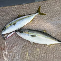 ジギング船でハマチ爆釣、サワラ、アオハタも