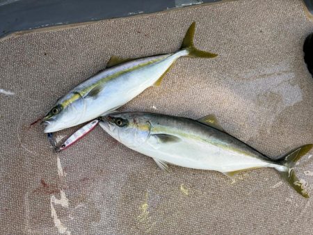 ジギング船でハマチ爆釣、サワラ、アオハタも