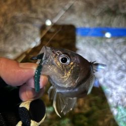 仕事帰りのちょこっとアジング♪