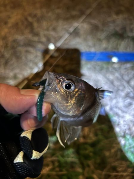 仕事帰りのちょこっとアジング♪