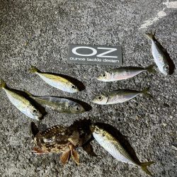 仕事帰りのちょこっとアジング②