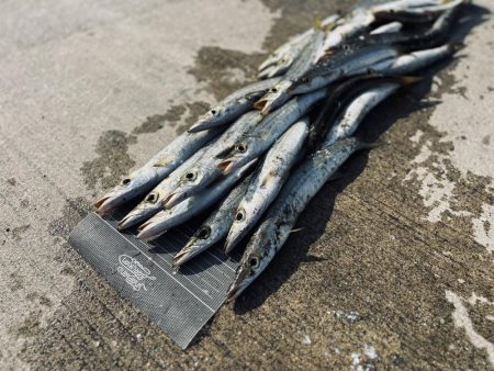 カマスまだまだ好調！