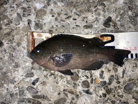 まぐれの寒グレ