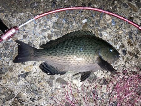 寒グレゲット！