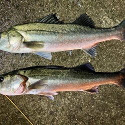 エビ撒きでハネ