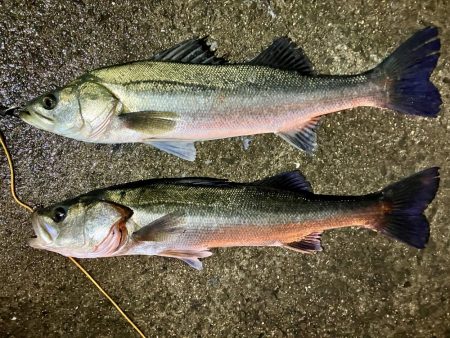 エビ撒きでハネ