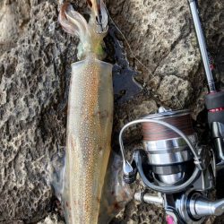 今年はヤリイカいいかも！