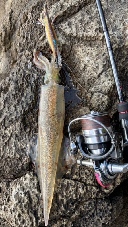 今年はヤリイカいいかも！