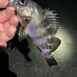 明石でメバリング