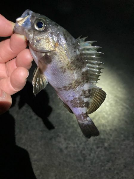 明石でメバリング