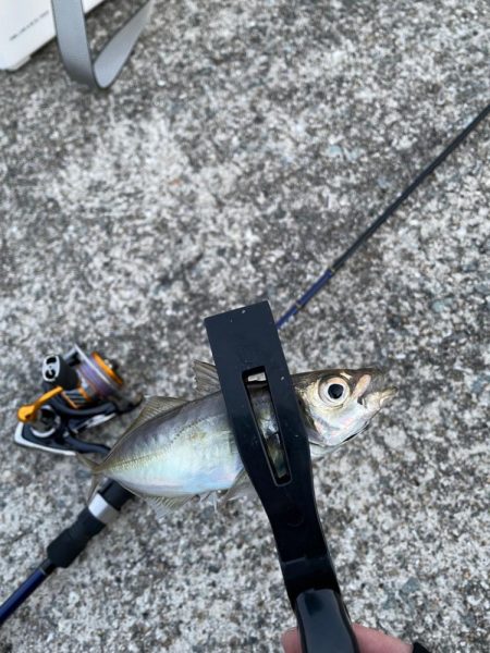 ランガンアジング