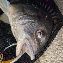 ヘチってきました