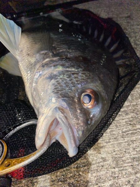 ヘチってきました