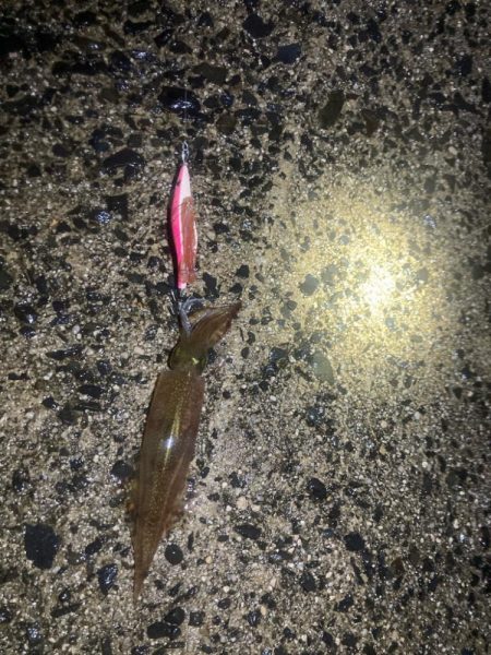 強風小雨でもヤリイカは釣れる