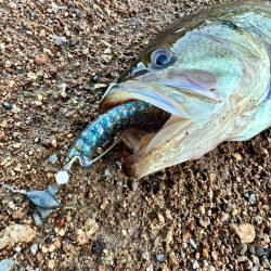 稚ギル喰いを求めて