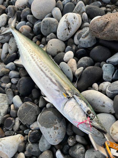 久しぶりのサゴシ