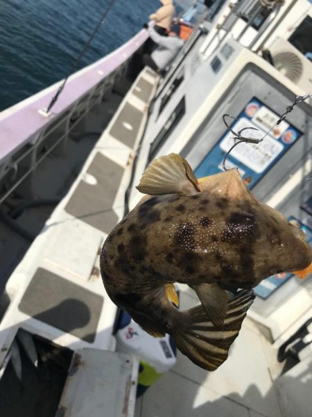 室津のカットウ釣り