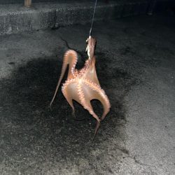 タコ、キロオーバー